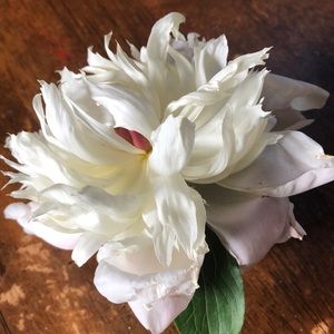 Meet your Posher, Sophia